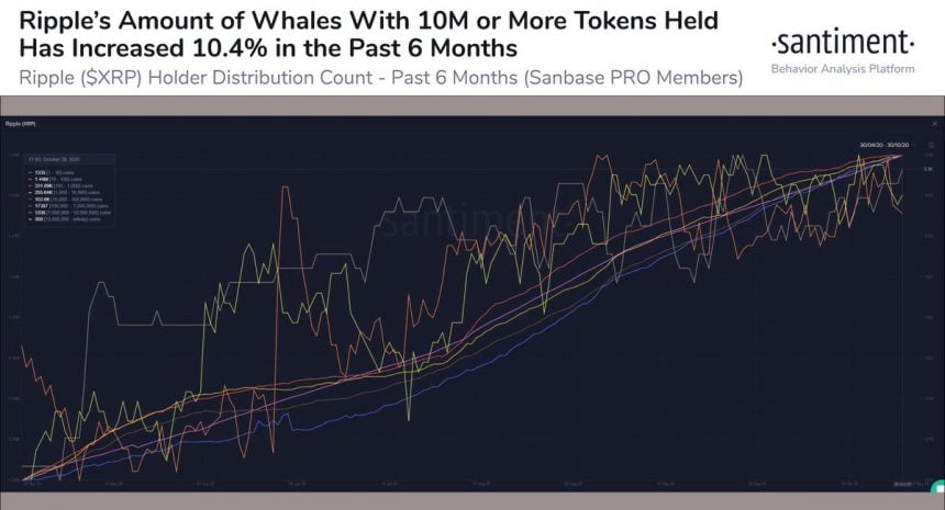 analyst claims xrp has room for a 100 rally as whales accumulate