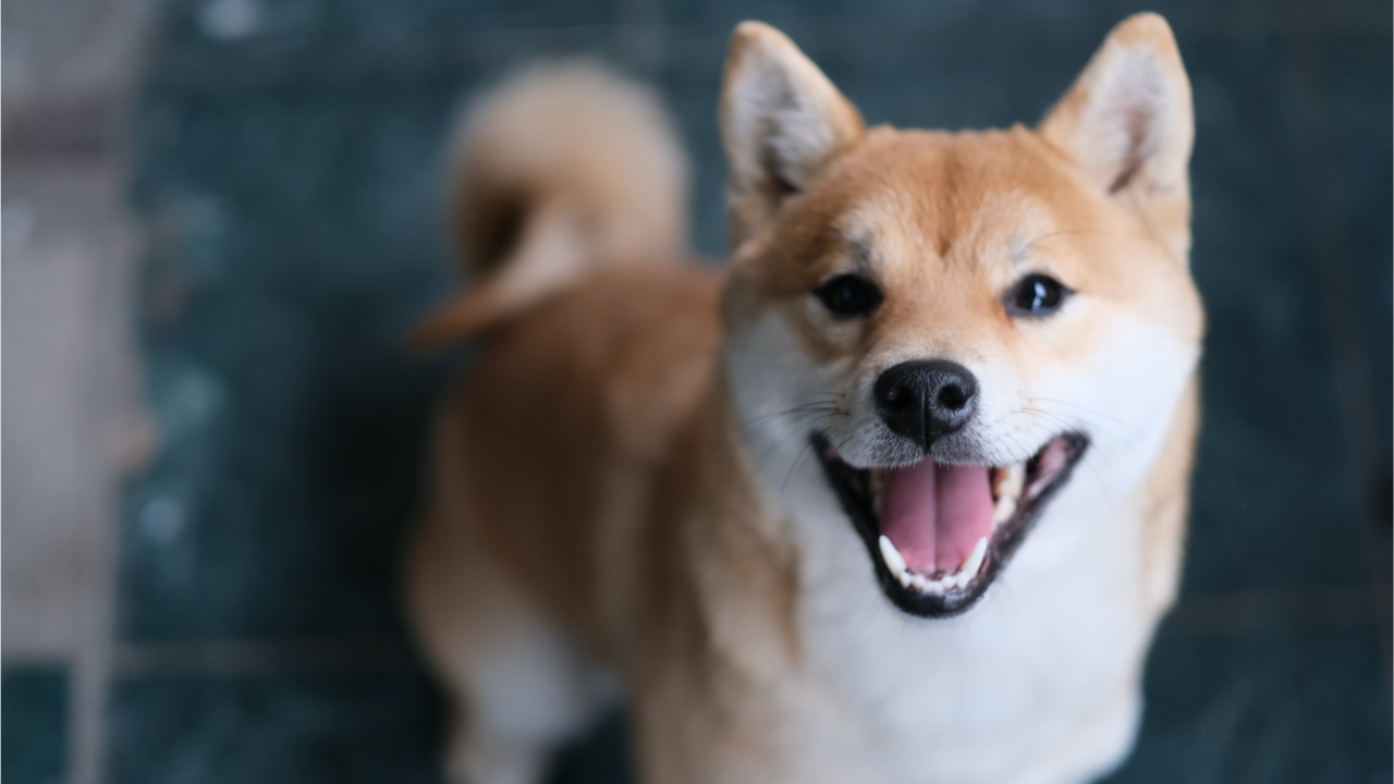 meme crypto shiba inu skyrockets shib climbs 230 in a week whale buys 6 trillion tokens T9lGDK