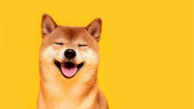 shiba inu soars knocking dogecoin down a notch 20 holders own 75 of the shib supply PFNqmx